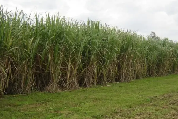 Caña de azúcar: ensayan nuevas estrategias para el manejo de malezas con drones y herbicidas
