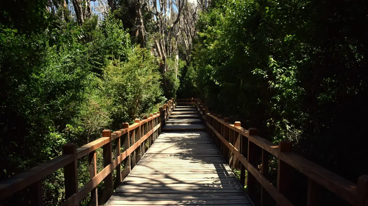 En la imagen, el sendero entablonado que guía a los turistas a través de los arrayanes en el Parque Nacional Arrayanes, Villa La Angostura, Neuquén, Argentina.