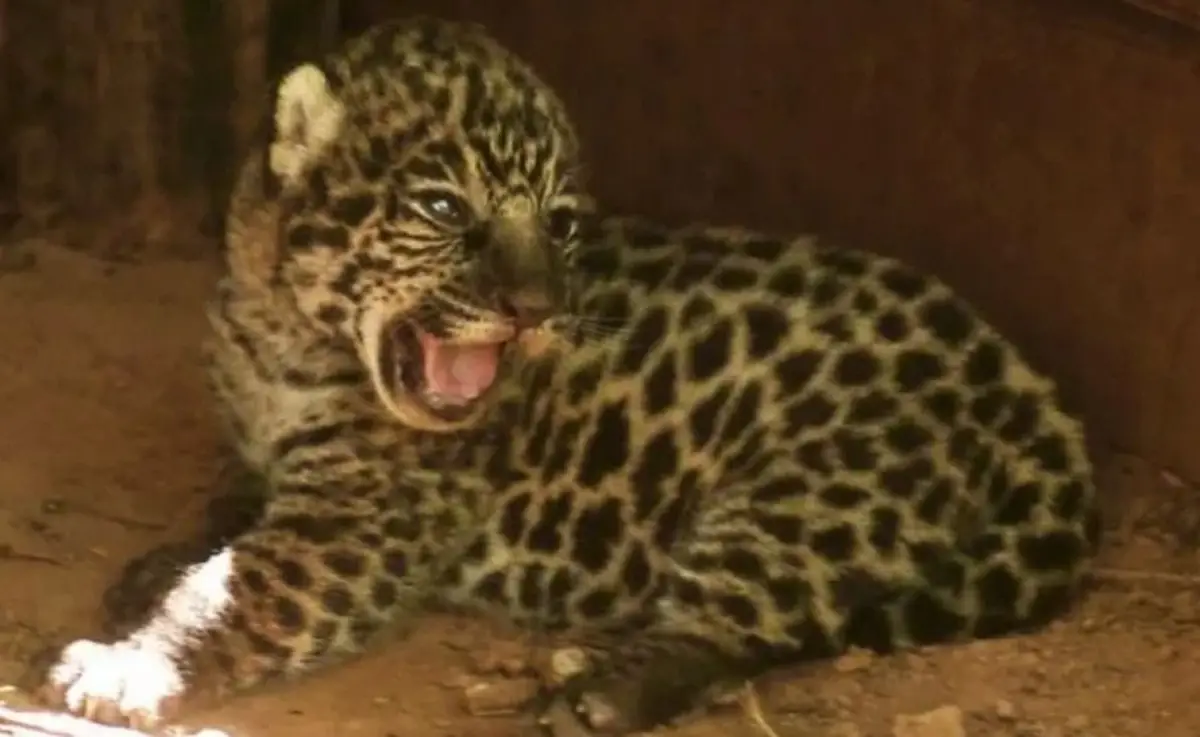 Nacen dos nuevos cachorros de yaguareté y renuevan la esperanza de la especie
