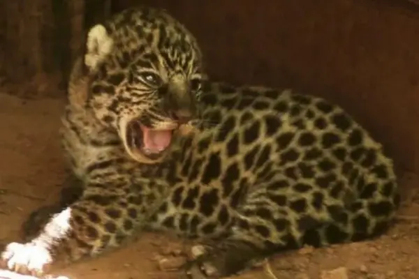 Nacen dos nuevos cachorros de yaguareté y renuevan la esperanza de la especie