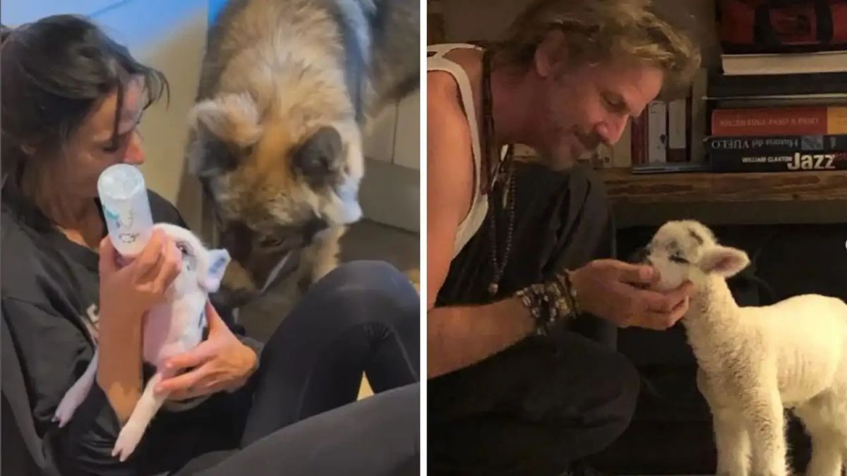 La casa de Facundo Arana y María Susini es también un refugio animal