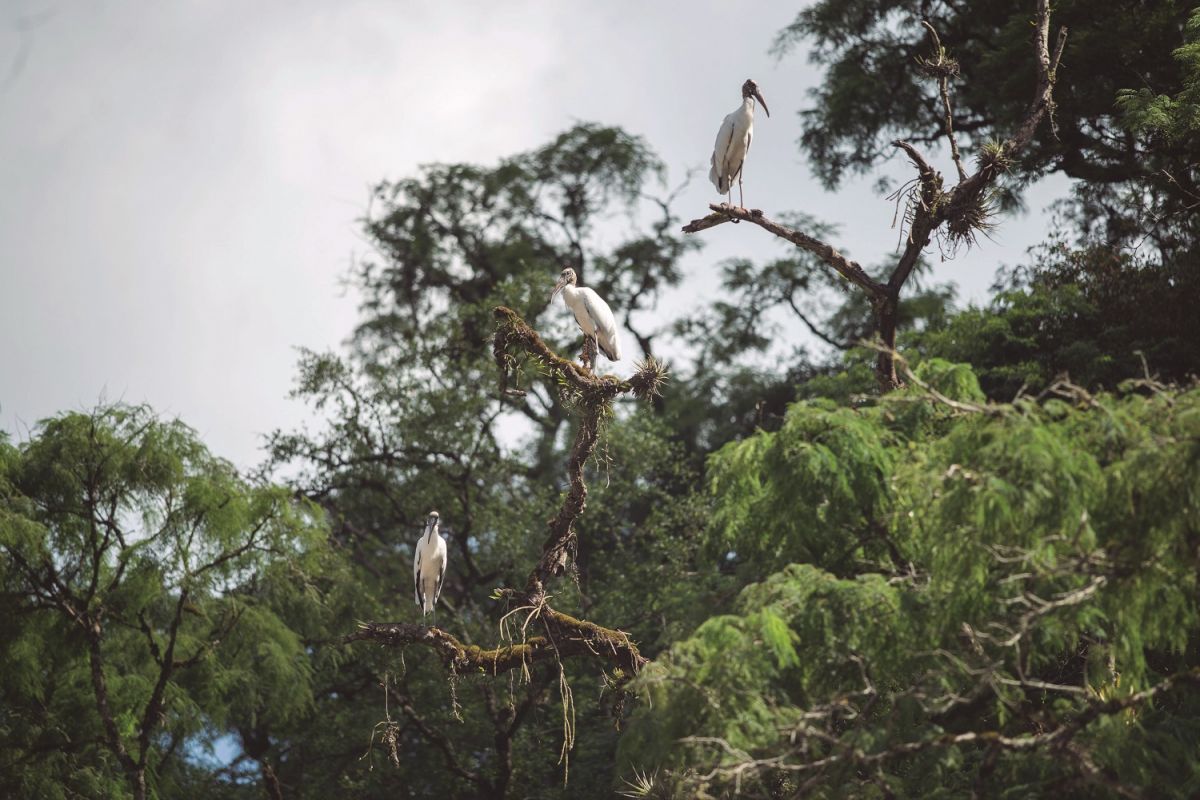 LA COMPAÑÍA. Las aves dominan la zona por donde pasa el grupo. 