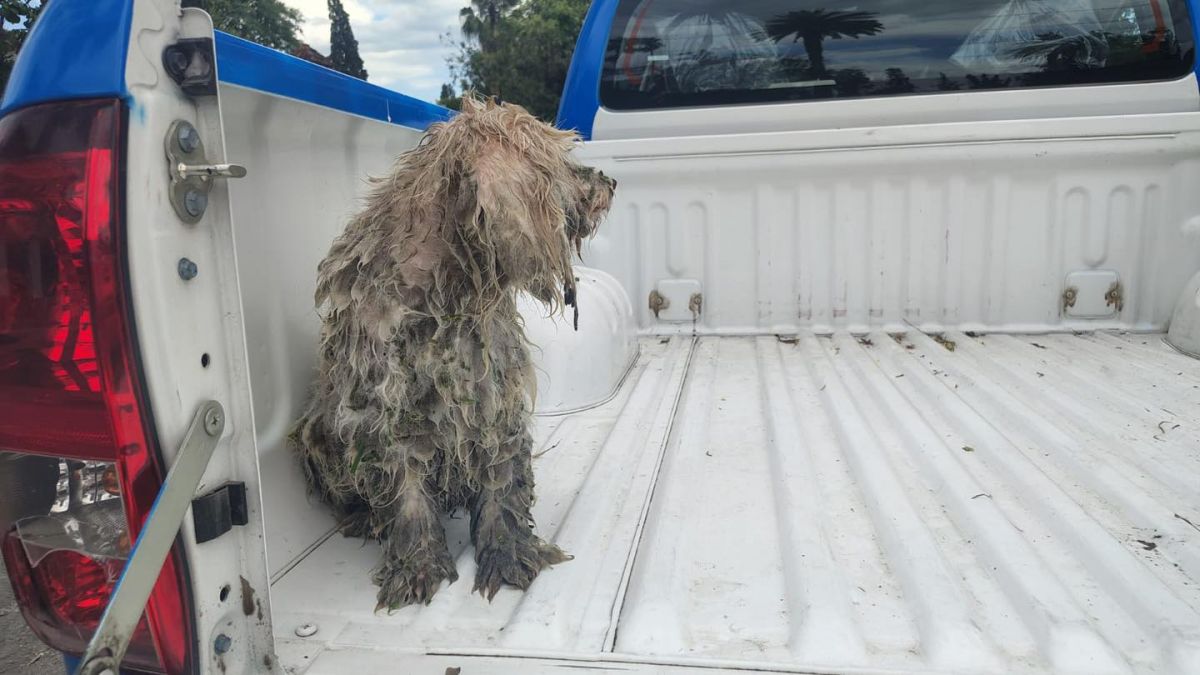 En imágenes: salvan a un perrito que cayó a un canal en el Lago San Miguel