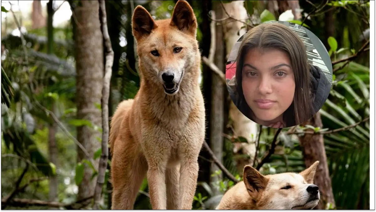 ¿Ojo por ojo?: autoridades australianas anunciaron que sacrificarán a 10 dingos a causa de la muerte de una turista