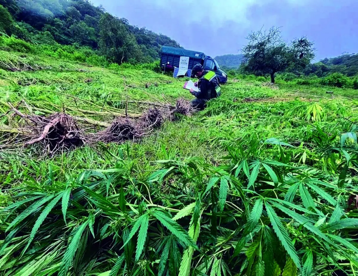 EN BURRUYACU. En un campo se encontraron 500 plantas. ARCHIVO