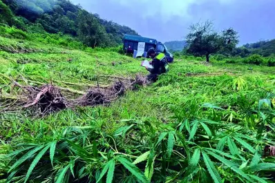 El boom de las flores: el gramo de marihuana premium ya cuesta más que la cocaína en los barrios