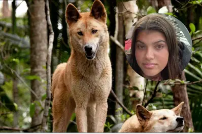 ¿Ojo por ojo?: autoridades australianas anunciaron que sacrificarán a 10 dingos a causa de la muerte de una turista