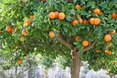 Ideal para espacios reducidos: el árbol frutal que no levanta raíces, da frutos en verano y casi no requiere mantenimiento