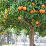 Ideal para espacios reducidos: el árbol frutal que no levanta raíces, da frutos en verano y casi no requiere mantenimiento