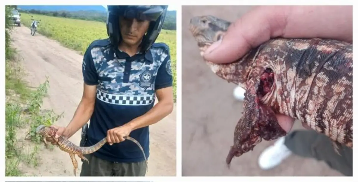 Rescataron dos caragüayes que se encontraban fuera de sus hábitats naturales