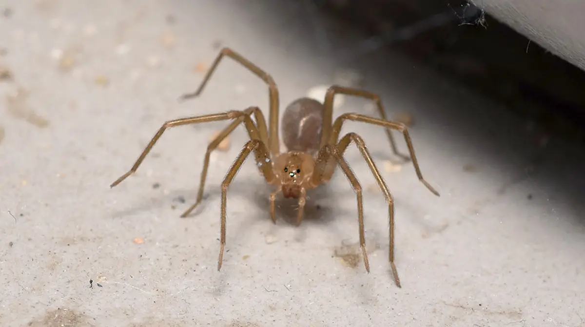 ¿Cómo evitar las apariciones de las arañas de rincón?