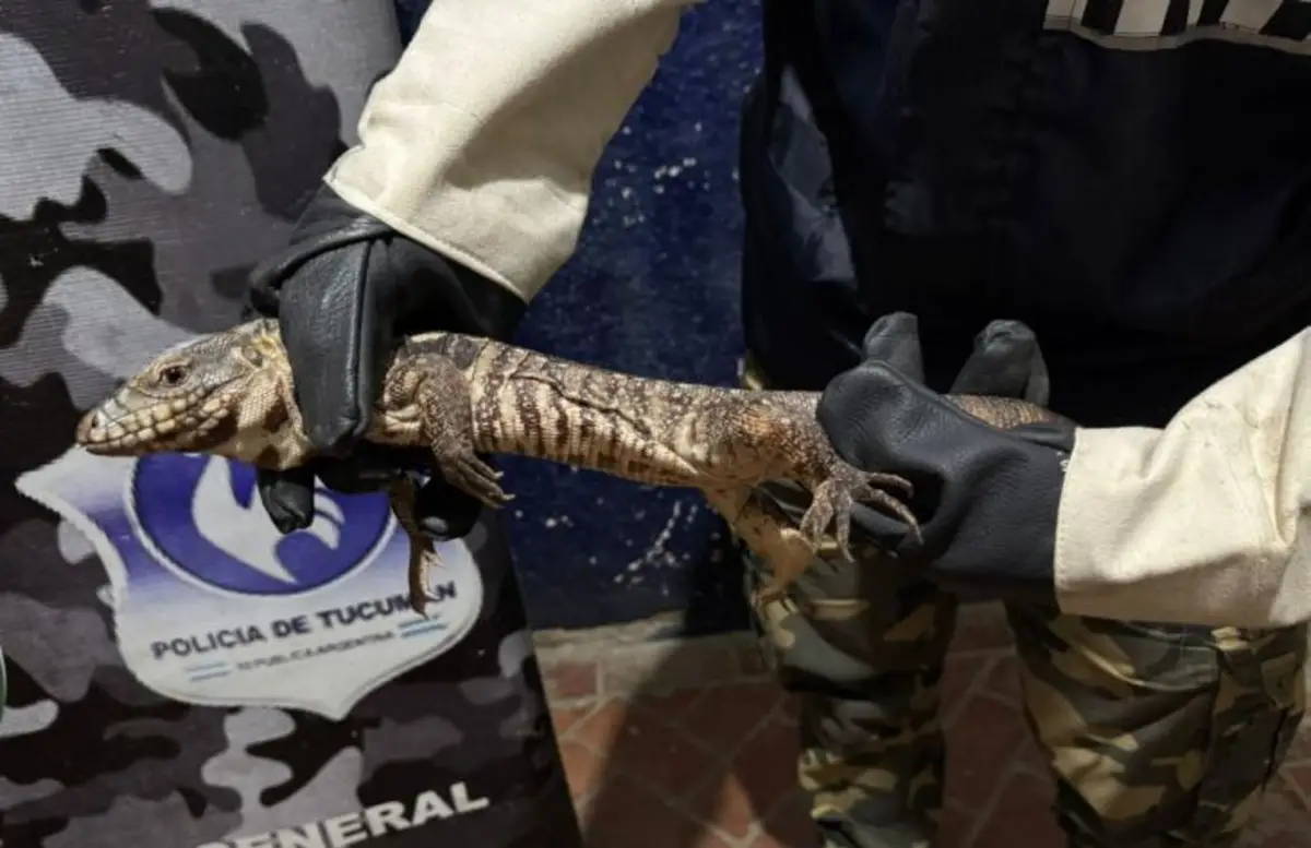 Rescataron una iguana que había entrado a una casa de la Capital