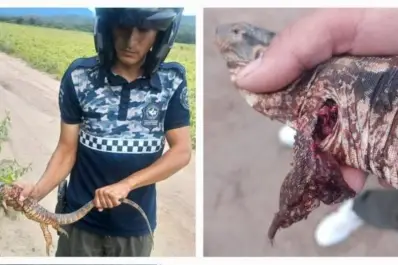 Rescataron dos caragüayes que se encontraban fuera de sus hábitats naturales