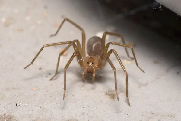 Esta popular araña es más venenosa que una cobra y más tóxica que el ácido: cómo eliminarla de casa