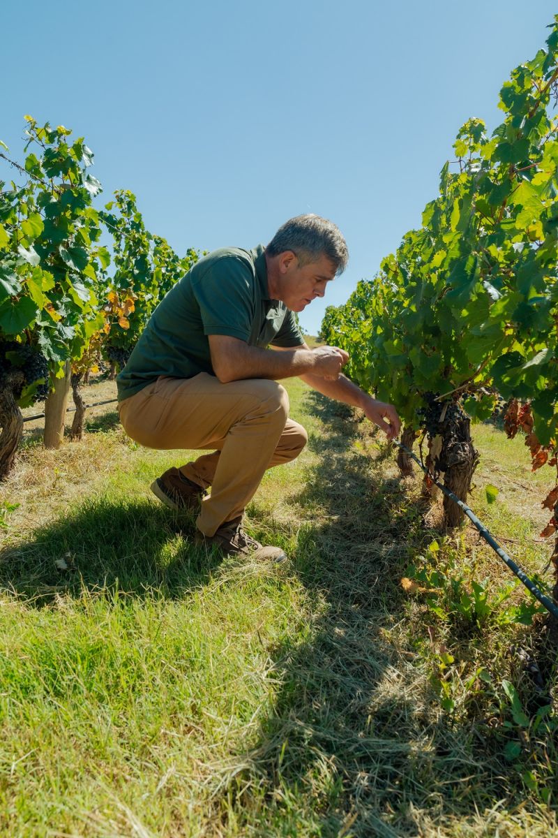 EN EL CAMPO. El winemaker conoce las bondades del terroir cuyano. 