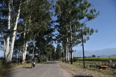 Rutas y árboles: una visión técnica para Tucumán