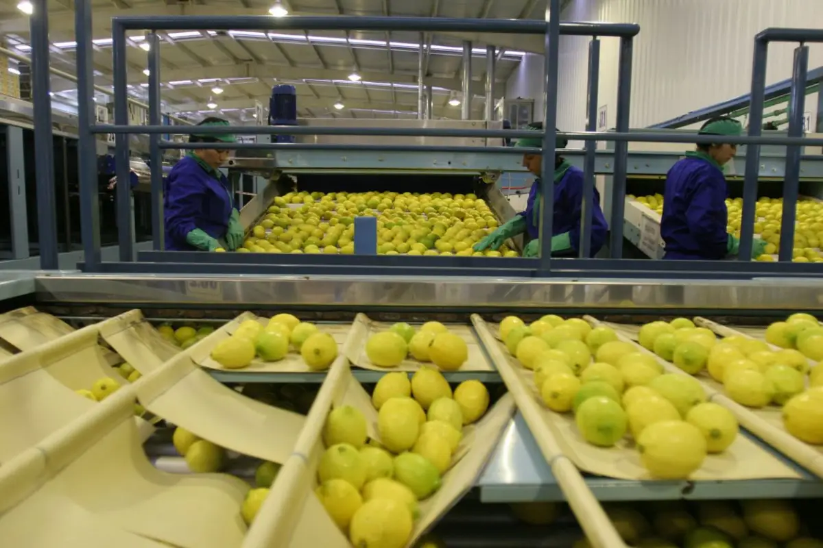 MÁS MERCADOS. El limón puede mejorar su comercialización en Japón.