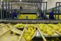 El limón tucumano refuerza su vínculo comercial con Japón