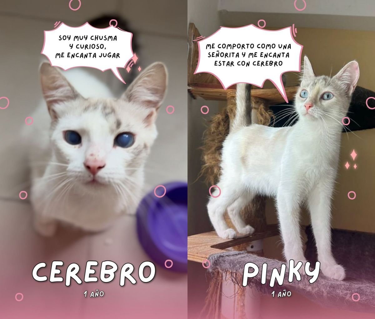 CEREBRO Y PINKY. Forma parte de los diez gatos que aún necesitan adopción antes de la mudanza.