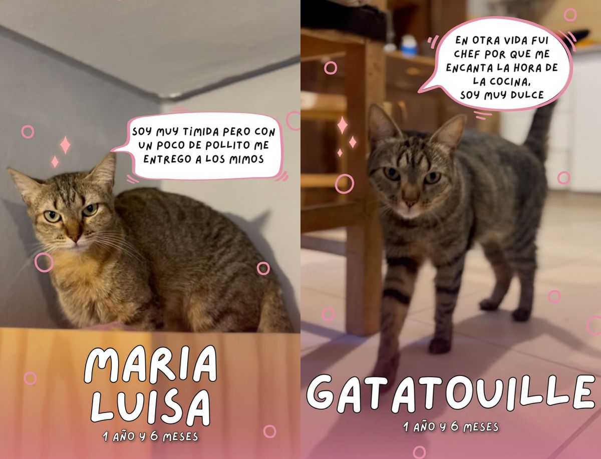 MARIA LUISA Y GATATOUILLE. orma parte de los diez gatos que aún necesitan adopción antes de la mudanza.