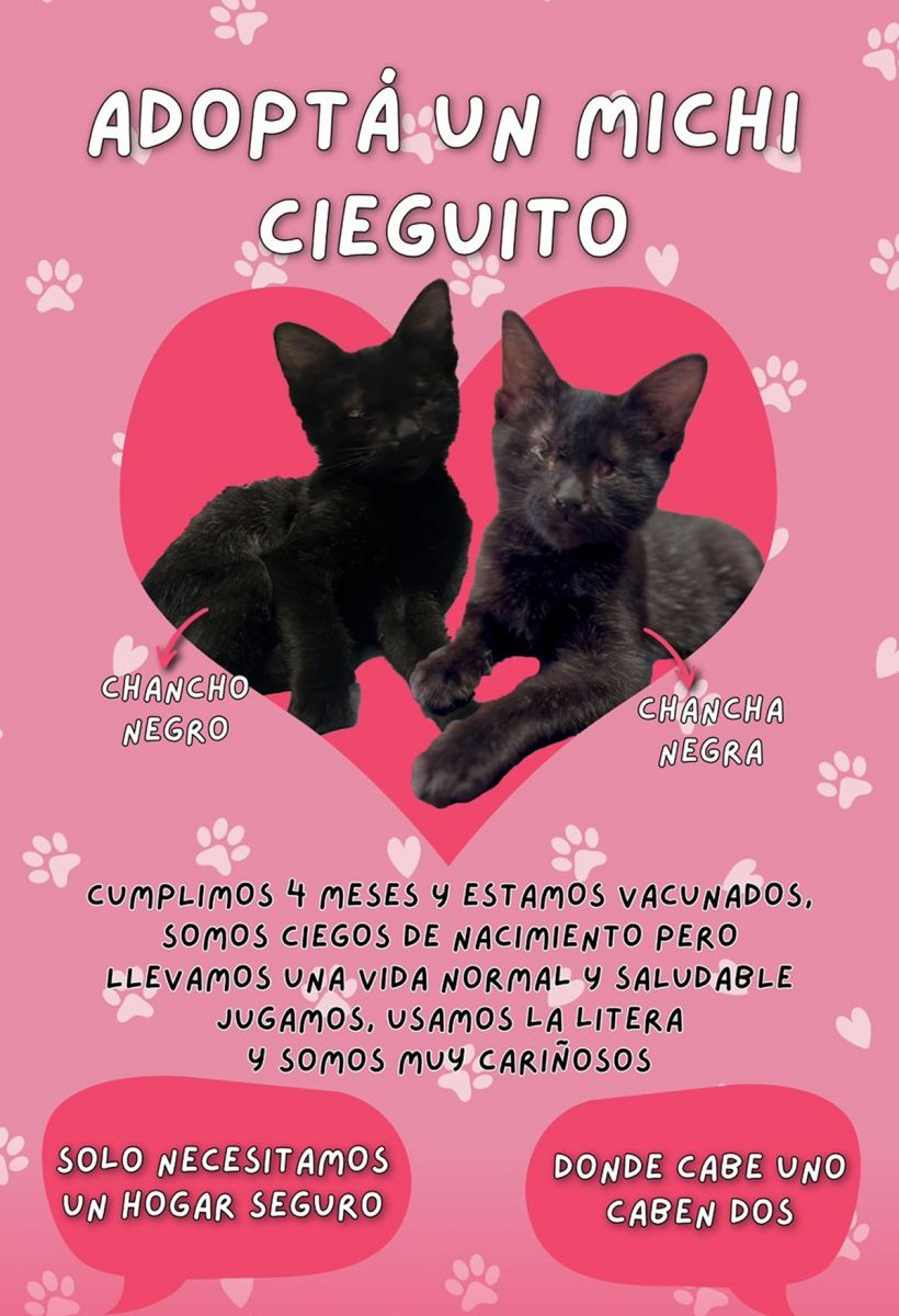 RESCATE. Fueron levantado de la calle y hoy espera una segunda oportunidad en un hogar definitivo.