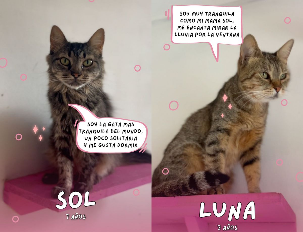 SOL Y LUNA. Forma parte de los diez gatos que aún necesitan adopción antes de la mudanza.