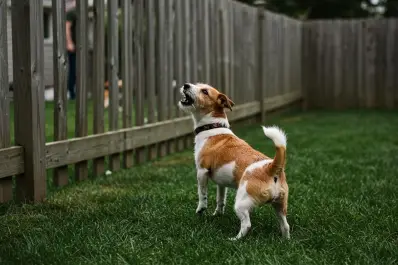 Misterios revelados: qué significan estos comportamientos de tu perro según la Inteligencia Artificial