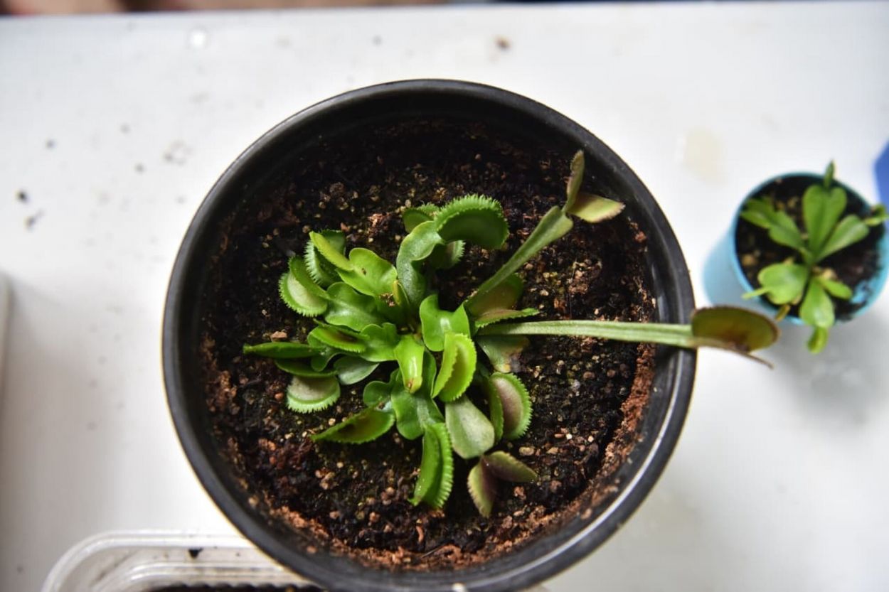 Una pareja de tucumanos produce plantas carnívoras en barrio El Bosque