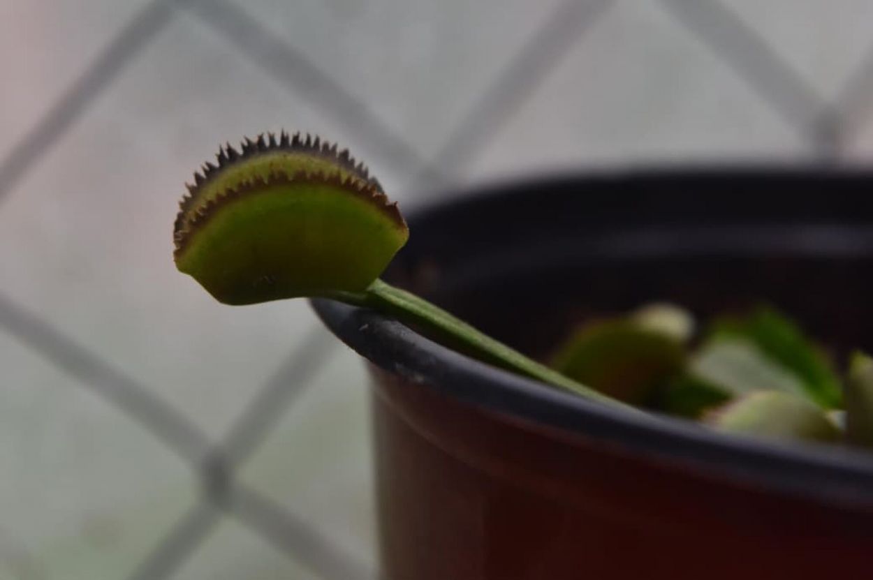 Una pareja de tucumanos produce plantas carnívoras en barrio El Bosque