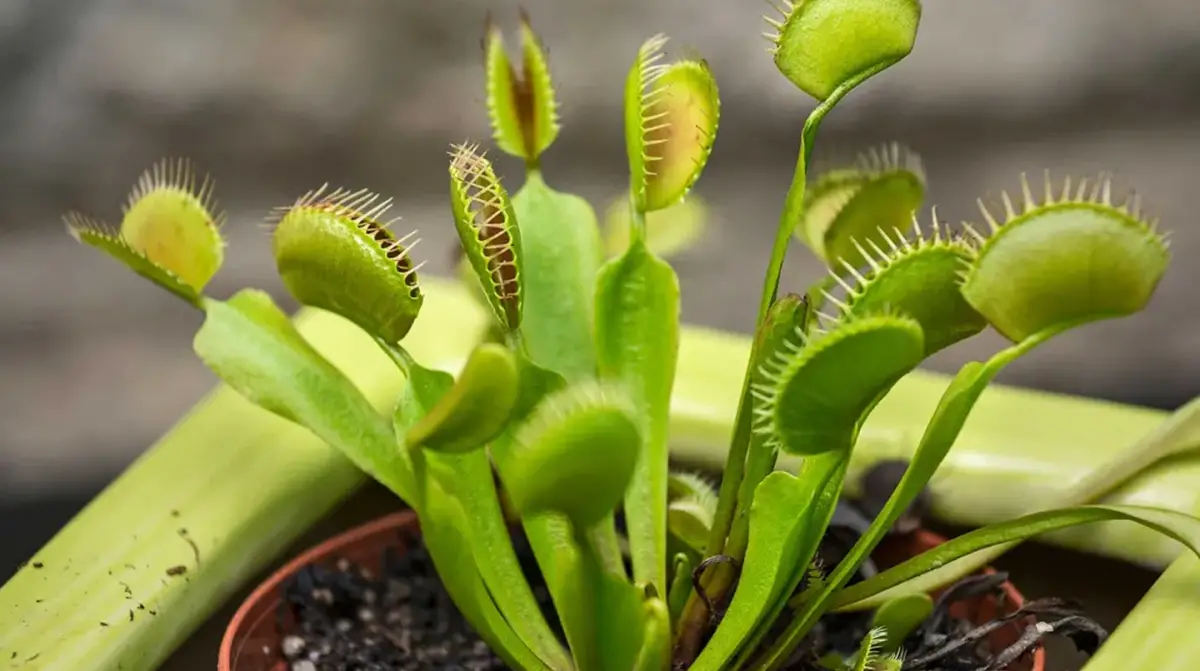 La Venus atrapamoscas es una planta carnívora muy conocida. 