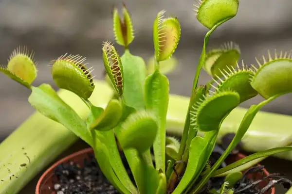 ¿Cuáles son los beneficios de tener plantas carnívoras en casa?: las mejores especies para tu colección