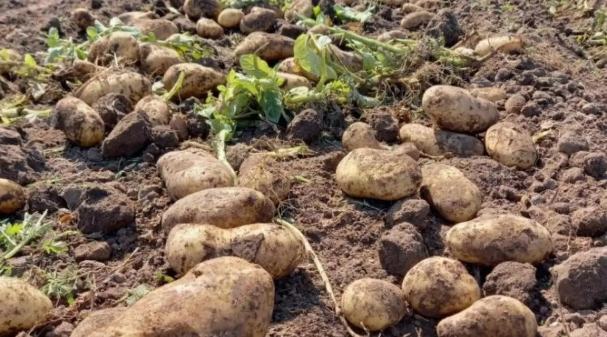 NÚMERO. Para el período 2016-2025, según la Eeaoc, el área con papa en Tucumán promedia las 8.395 hectáreas.