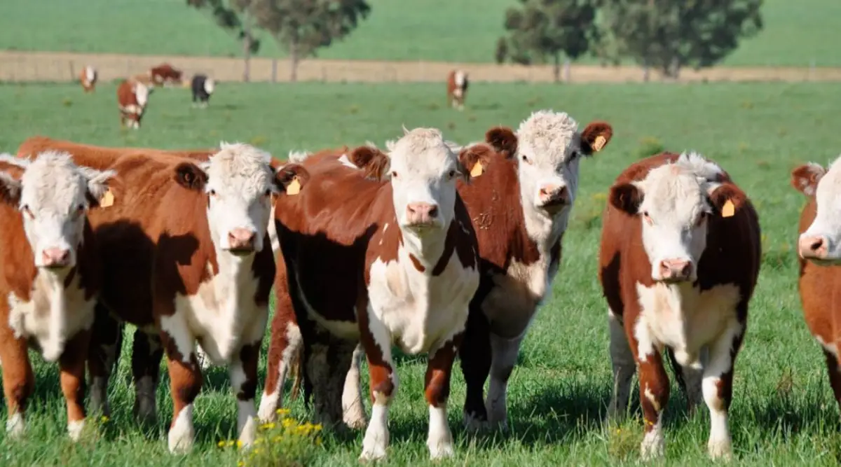 PRIMEROS BENEFICIOS. EEUU comprará más carne argentina.