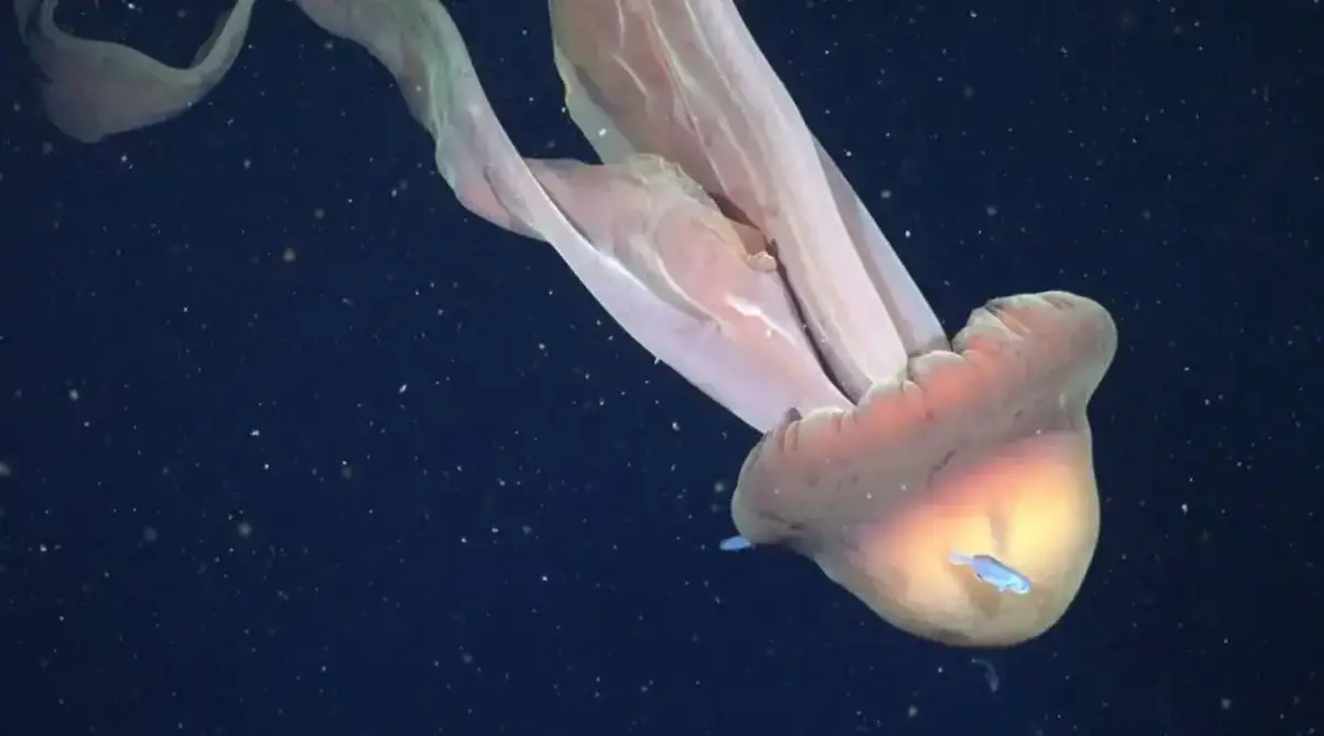 El Conicet halló una medusa gigante en el mar patagónico: mide como un autobús escolar