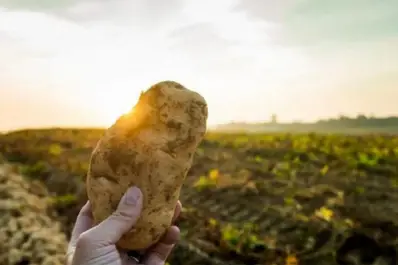 La superficie cultivada con papa en Tucumán superó las 9.000 hectáreas en la campaña 2025