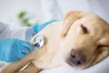 Sepultura de mascotas: en San Pablo, Brasil, se habilitó su entierro en tumbas familiares