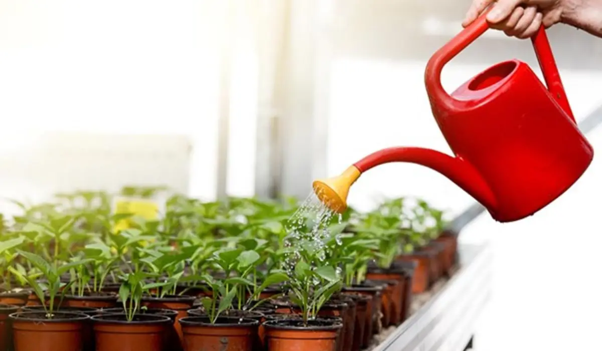 Exceso de riego durante el verano: por qué se mueren las plantas y cómo evitarlo