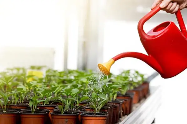 Exceso de riego durante el verano: por qué se mueren las plantas y cómo evitarlo