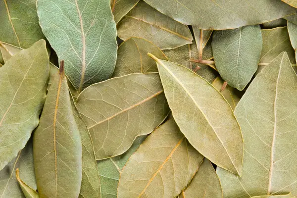 Qué pasa si ponés laurel en el lavarropas: el truco inesperado