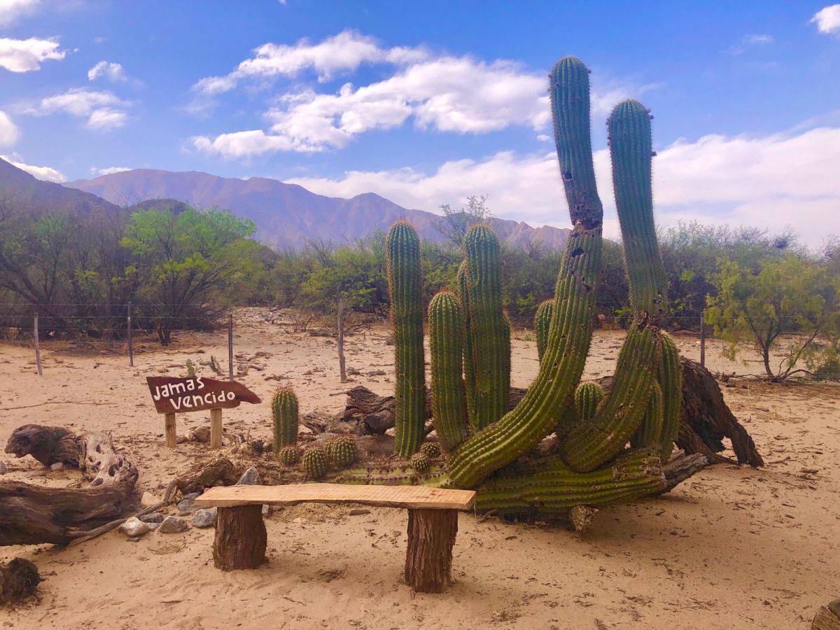 EN LOS VALLES. El cardón que le dio el nombre al vino premium de Finca Viñas del Chañar. 