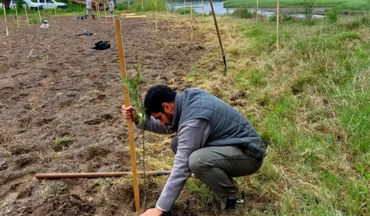 RECUPERACIÓN EN EL RÍO BALDERRAMA. La foto del Conicet de plantación de árboles en Simoca, en 2023. 