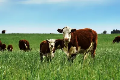 Rosgan 2026: precios del ternero rompen su récord y superan los U$S4 el kilo