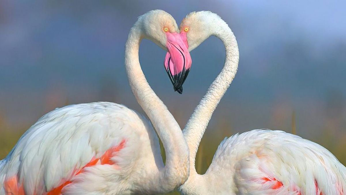 Diez animales que parecen besarse, aunque no siempre es por amor