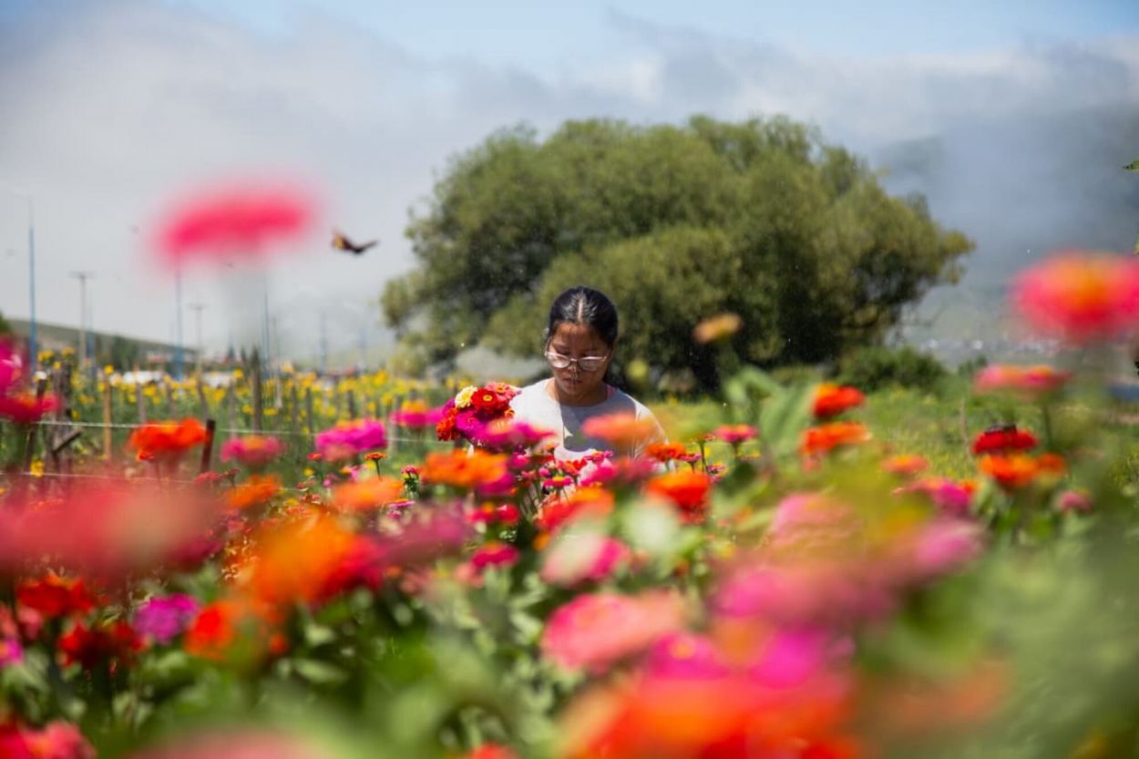 SUEÑO. Remis apuesta a recuperar especies tradicionales del paisaje.