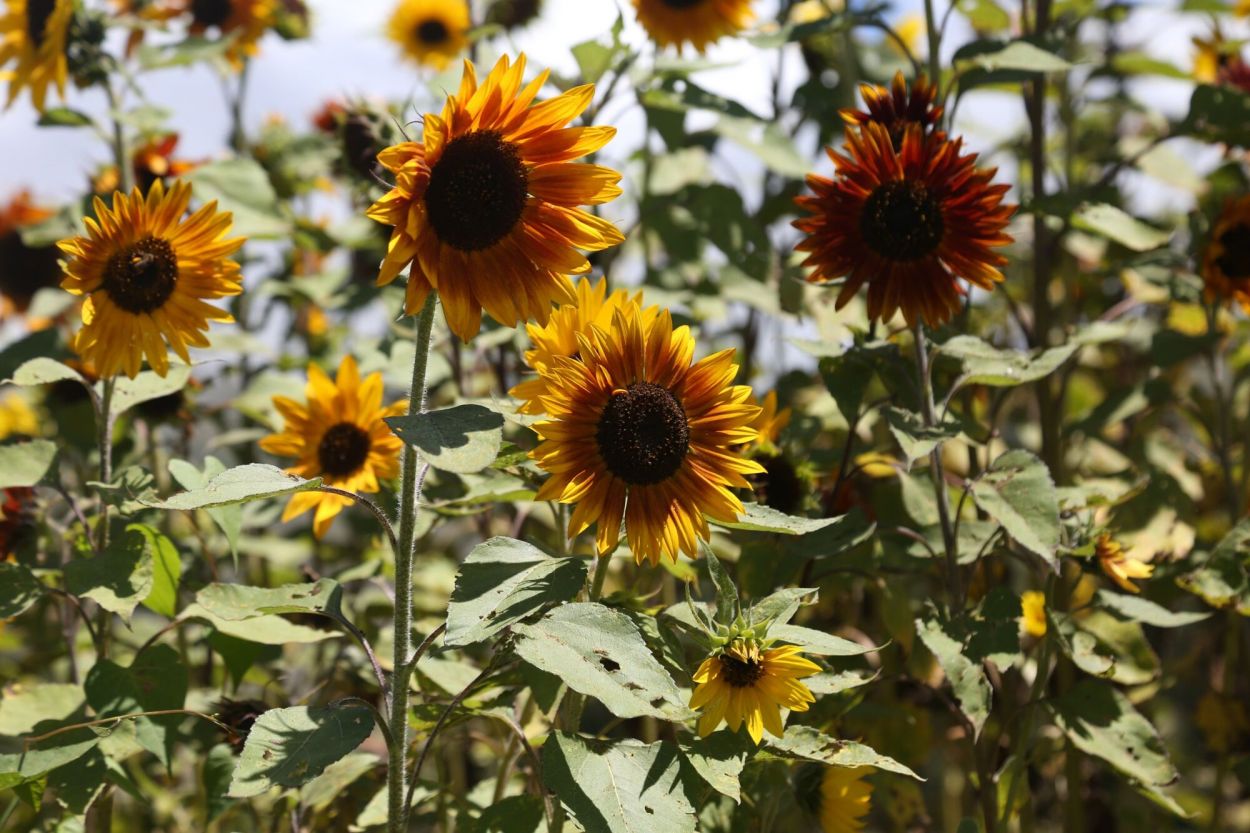 VARIEDADES. En “Tiempo de Flores” hay muchos colores y aromas.