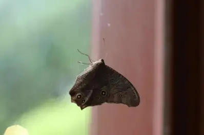 Más polillas que nunca: qué hay detrás del fenómeno que sorprende a Tucumán