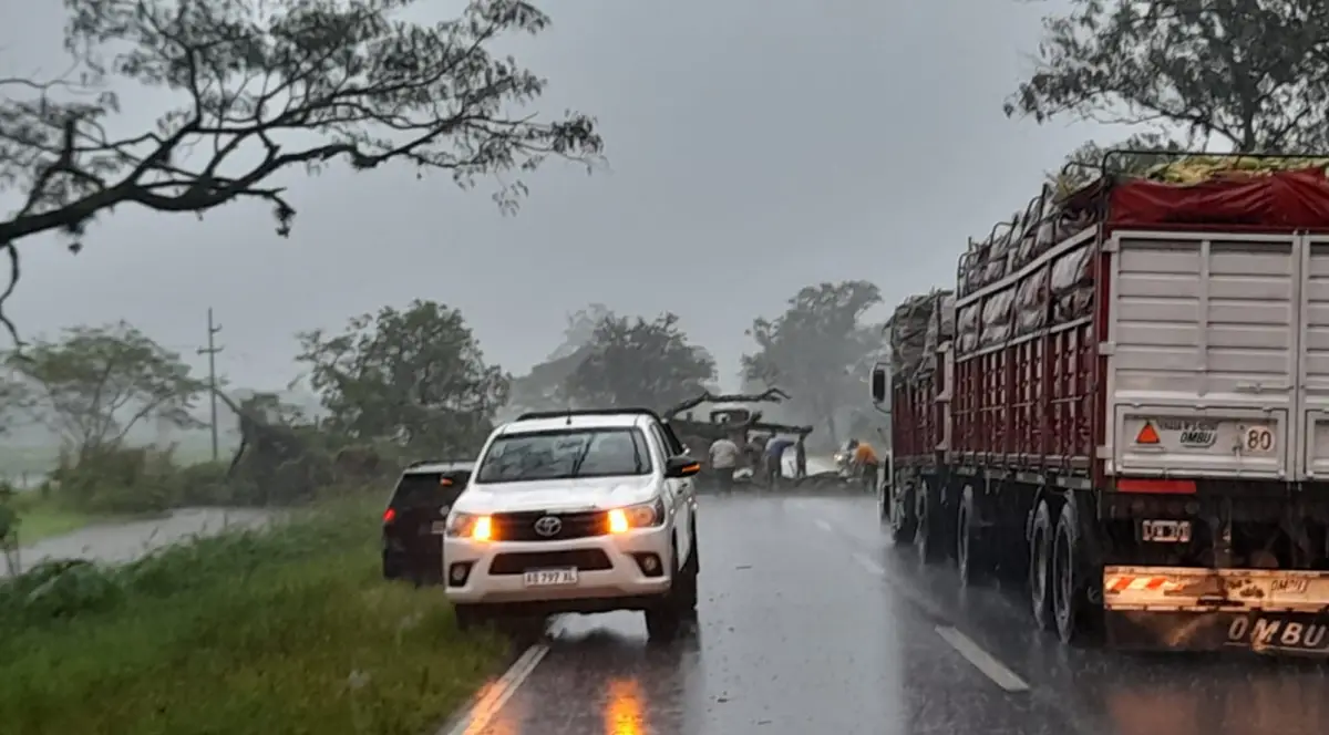 La caída de un árbol de gran porte interrumpió completamente el tránsito 