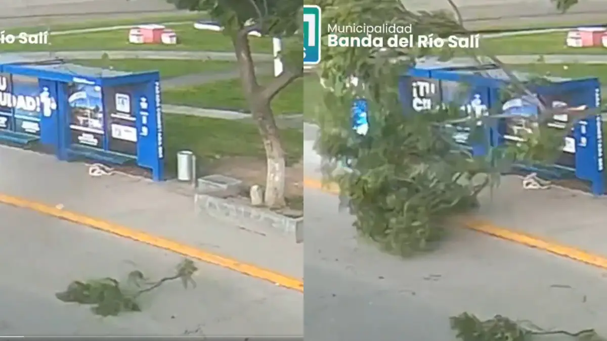 TEMPORAL EN TUCUMÁN. Una rama de gran porte cayó cerca de una para de colectivos. 