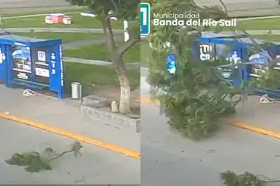 Impactante video: una rama cayó cerca de una parada de colectivos por el fuerte temporal