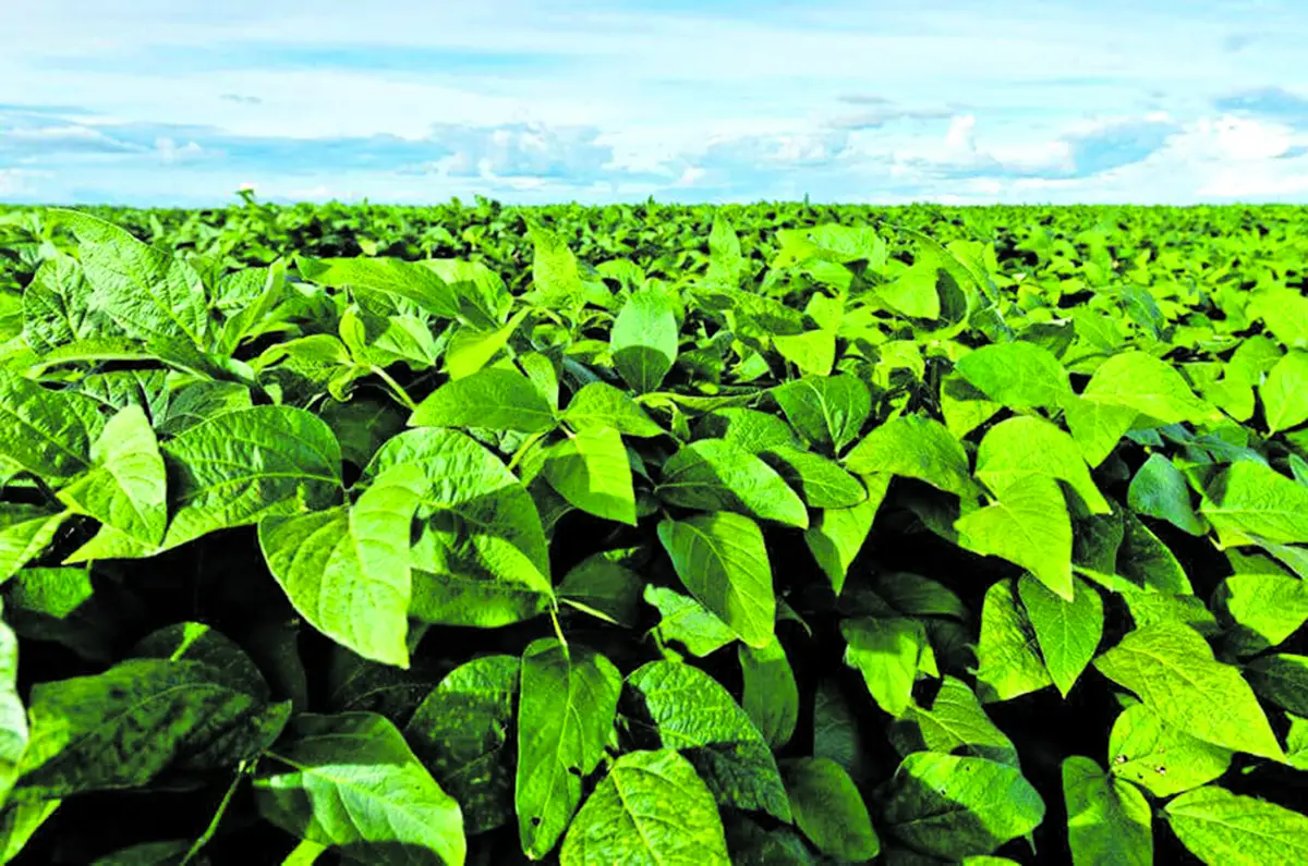 EXPECTATIVAS. La acumulación de agua de los últimos meses en los cultivos, producto de las precipitaciones, auguran un buen desarrollo para los campos.